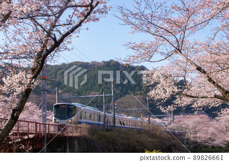 Near Yamanakadani Station on the Hanwa Line in Spring, Hannan City, Osaka Prefecture Near Yamanakadani Station on the Hanwa Line in Spring, Hannan City, Osaka Prefecture 89826661