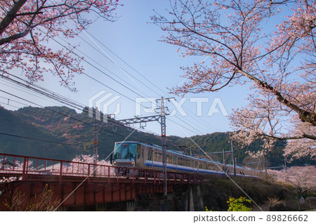 Near Yamanakadani Station on the Hanwa Line in Spring, Hannan City, Osaka Prefecture 89826662