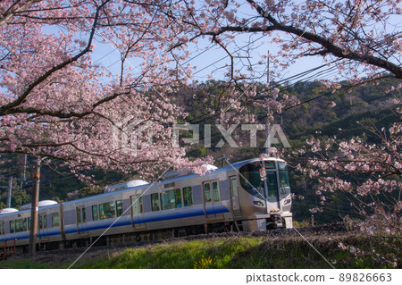 Near Yamanakadani Station on the Hanwa Line in Spring, Hannan City, Osaka Prefecture Near Yamanakadani Station on the Hanwa Line in Spring, Hannan City, Osaka Prefecture 89826663