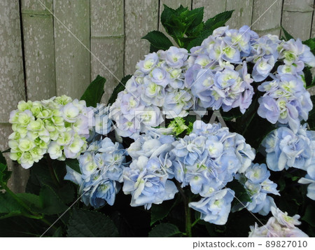 愛知縣蒲郡市繡球花村繡球花 愛知縣蒲郡市繡球花村繡球花 89827010