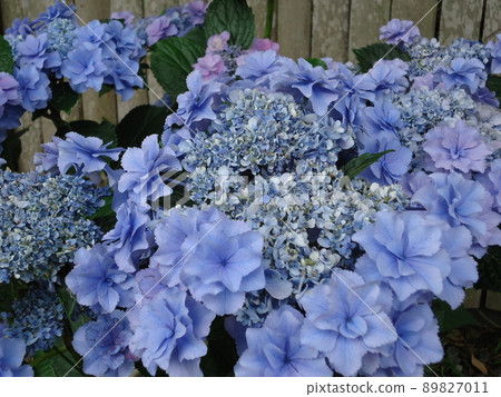 愛知縣蒲郡市繡球花村繡球花村早安, 愛知縣蒲郡市繡球花村繡球花村早安, 89827011