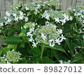 Hydrangea Village Hydrangea Kirara, Gamagori City, Aichi Prefecture, 89827012