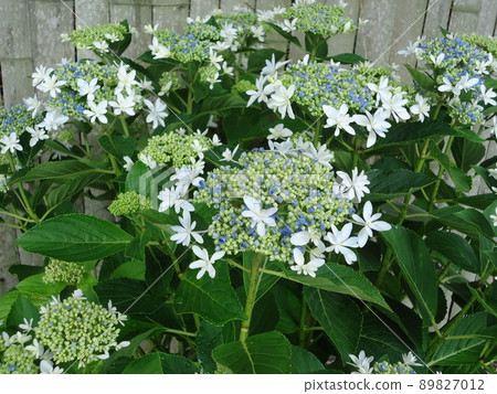 愛知縣蒲郡市繡球花村繡球花Kirara, 愛知縣蒲郡市繡球花村繡球花Kirara, 89827012