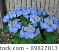 Hydrangea Village Hydrangea Crown Gaku, Gamagori City, Aichi Prefecture 89827013