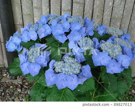 愛知縣蒲郡市繡球花村繡球花冠學園 愛知縣蒲郡市繡球花村繡球花冠學園 89827013
