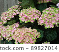 Hydrangea Village Hydrangea Coke, Gamagori City, Aichi Prefecture, 89827014