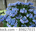 Hydrangea Village Hydrangea Konpeito, Gamagori City, Aichi Prefecture, 89827015