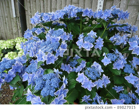 愛知縣蒲郡市繡球花村繡球花金平戶 愛知縣蒲郡市繡球花村繡球花金平戶 89827015