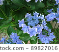 Hydrangea Village Hydrangea Konpeito, Gamagori City, Aichi Prefecture, 89827016