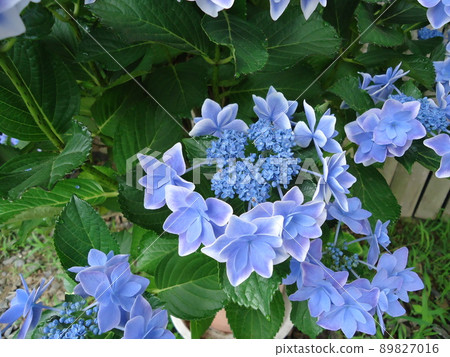 Hydrangea Village Hydrangea Konpeito, Gamagori City, Aichi Prefecture, Hydrangea Village Hydrangea Konpeito, Gamagori City, Aichi Prefecture, 89827016