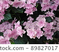 Hydrangea Village Hydrangea Konpeito Pink, Gamagori City, Aichi Prefecture 89827017