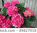 Hydrangea City Line Paris, Gamagori City, Aichi Prefecture 89827018