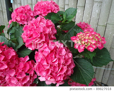 愛知縣蒲郡市繡球花城線巴黎 愛知縣蒲郡市繡球花城線巴黎 89827018