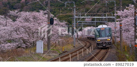 Spring Hanwa Line Yamanakadani Station Hannan City, Osaka Prefecture Spring Hanwa Line Yamanakadani Station Hannan City, Osaka Prefecture 89827019