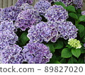 Hydrangea Village Hydrangea Starline Mars, Gamagori City, Aichi Prefecture 89827020
