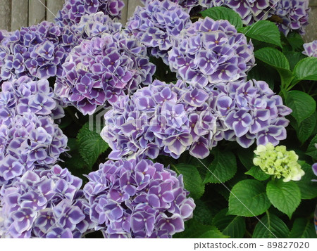 Hydrangea Village Hydrangea Starline Mars, Gamagori City, Aichi Prefecture Hydrangea Village Hydrangea Starline Mars, Gamagori City, Aichi Prefecture 89827020