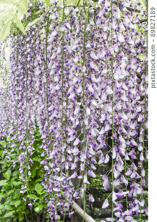 Wisteria flowers, wisteria flowers, wisteria shelves Wisteria flowers, wisteria flowers, wisteria shelves 89827189