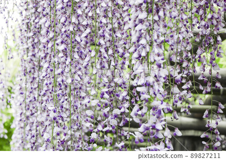 Wisteria flowers, wisteria flowers, wisteria shelves Wisteria flowers, wisteria flowers, wisteria shelves 89827211