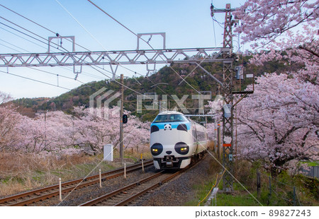 Panda Kuroshio Sustainable Smile Train Hanwa Line Yamanakadani Station Hannan City, Osaka Prefecture 89827243