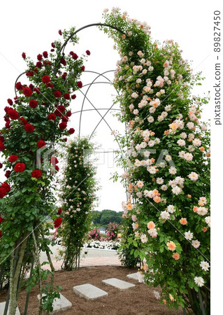 岐阜世界玫瑰園玫瑰花 岐阜世界玫瑰園玫瑰花 89827450