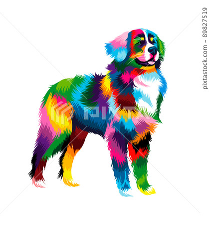 Abstract Bernese Mountain Dog from multicolored paints. Colored drawing Abstract Bernese Mountain Dog from multicolored paints. Colored drawing 89827519