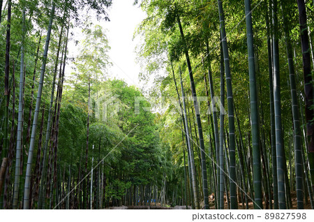 Bamboo fence and bamboo grove Bamboo fence and bamboo grove 89827598