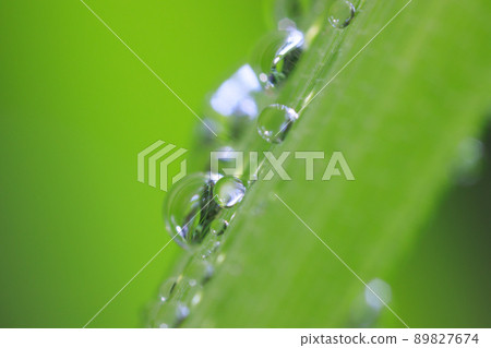 The raindrops on the leaves and the light reflected by the raindrops The raindrops on the leaves and the light reflected by the raindrops 89827674
