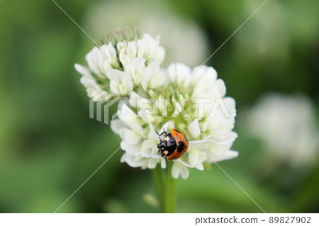 瓢蟲從花中採集花蜜 89827902