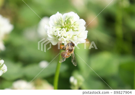 西方蜜蜂採集白三葉花蜜 89827904