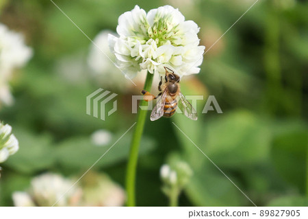 Western honey bee collecting nectar Western honey bee collecting nectar 89827905
