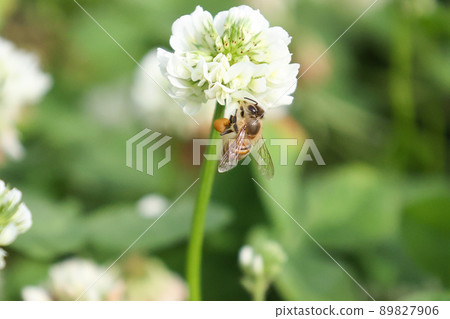 Flowers and honey bees 89827906