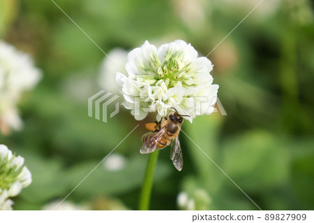 工蜂努力採集蜂蜜 89827909