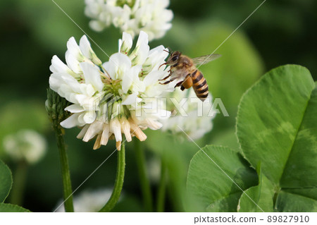 白三葉草和工蜂 89827910