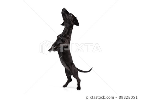 Portrait of black dachshund dog training isolated on white studio background. Concept of motion, pets love, animal life. Funny puppy Portrait of black dachshund dog training isolated on white studio background. Concept of motion, pets love, animal life. Funny puppy 89828051