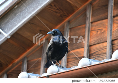 屋頂上的烏鴉 89828066