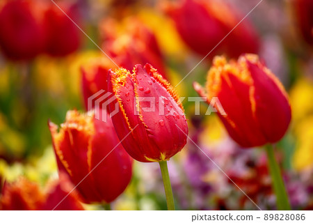 Red tulip flowers Red tulip flowers 89828086