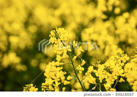 Rapeseed spring flowers 89828087
