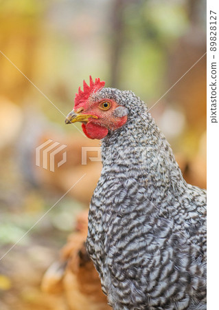 Pockmarked  hen in the farm yard 89828127