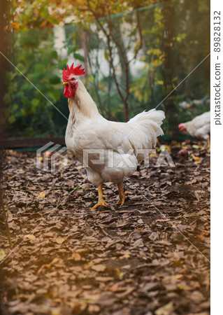 Rooster are walking outside Rooster are walking outside 89828132