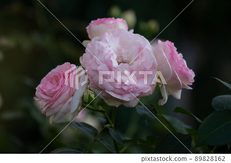 Summer beautiful pink roses flower Summer beautiful pink roses flower 89828162