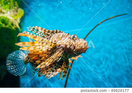 Venomous Lion Fish in Coral Reef Venomous Lion Fish in Coral Reef 89828177