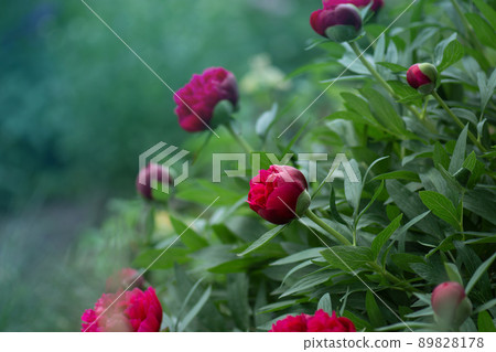 Red peonies in the garden. Red peonies in the garden. 89828178