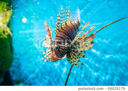 Venomous Lion Fish in Coral Reef Venomous Lion Fish in Coral Reef 89828179