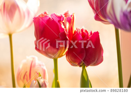 Landscape with tulip field. Landscape with tulip field. 89828180