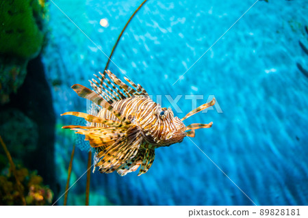 Venomous Lion Fish in Coral Reef Venomous Lion Fish in Coral Reef 89828181