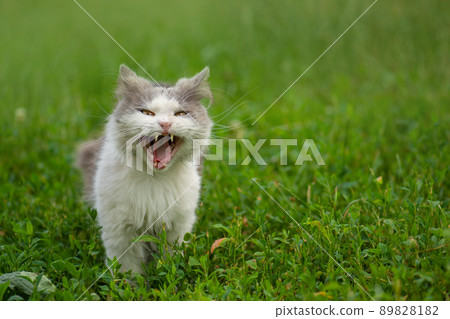 Cat with a sleepy yawn in the garden. Cat with a sleepy yawn in the garden. 89828182