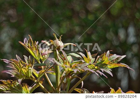 圓形按鈕芽(春季,三月) 圓形按鈕芽(春季,三月) 89828204