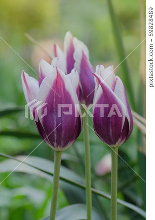 Tulip  flower Fontainebleau 89828489