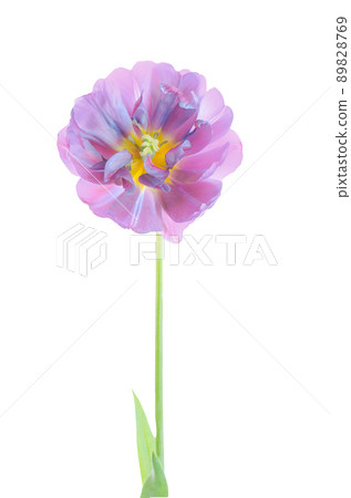 Purple violet tulip flowerwith green leaves isolated Purple violet tulip flowerwith green leaves isolated 89828769