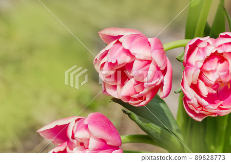 Double tulip Wirosa Double tulip Wirosa 89828773